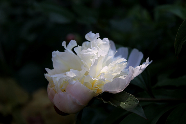 Pivoines 2012 (2)