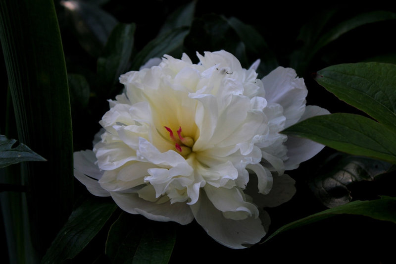Pivoines 2012 (3)