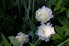 Pivoines 2012 (4)