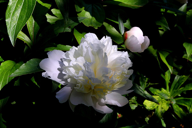 Pivoines 2012 (5)