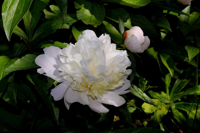Pivoines 2012 (6)