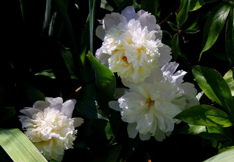 Pivoines 2012 (8)