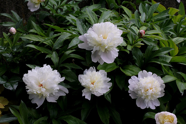 Pivoines 2012 (12)
