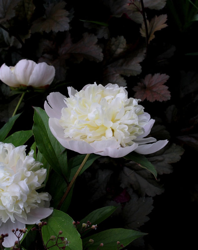 Pivoines 2012