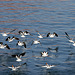Birds on Lake Powell (4665)