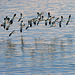 Birds on Lake Powell (4671)