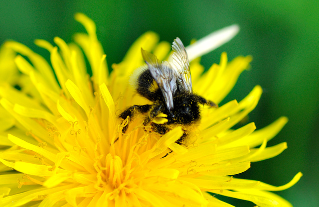 Hummel - Rhön - 120520