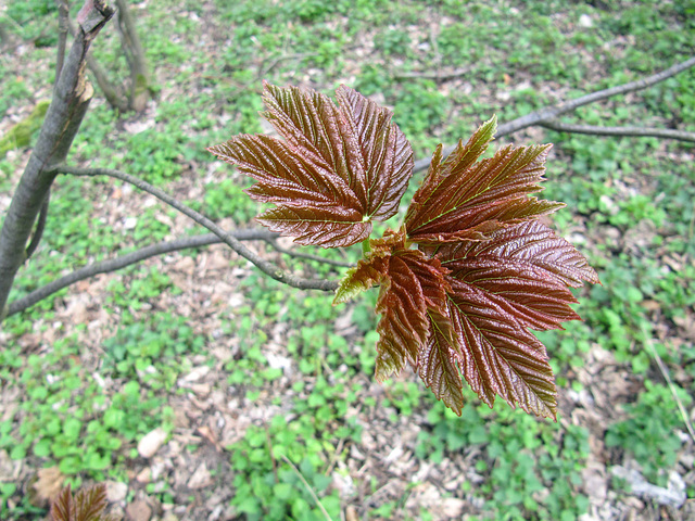 Erstes Grün