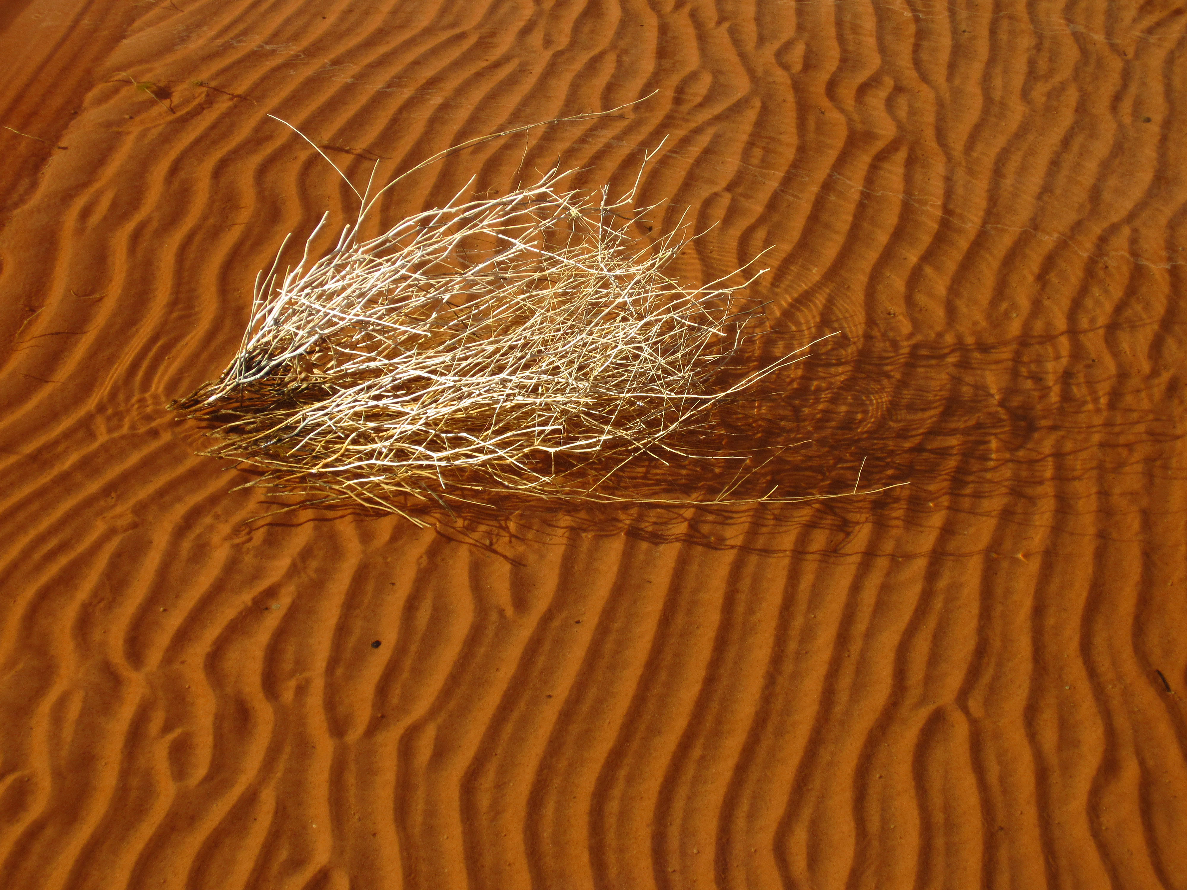 Lake Powell (0975)