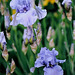 Iris Pacific Mist