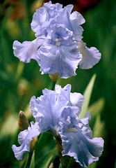 Iris Peaceful Waters