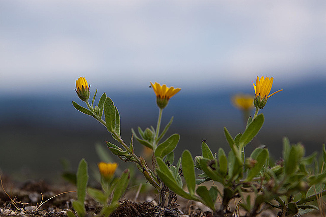 20120506 8999RAw [E] Mauerblümchen, Trujillo