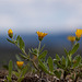 20120506 8999RAw [E] Mauerblümchen, Trujillo