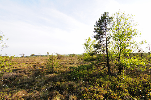 Schwarzes Moor - Rhön - 120520