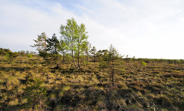 Schwarzes Moor - Rhön - 120520