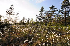 Schwarzes Moor - Rhön - 120520