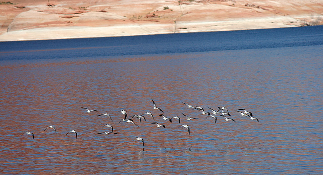 Waterbirds (4673)