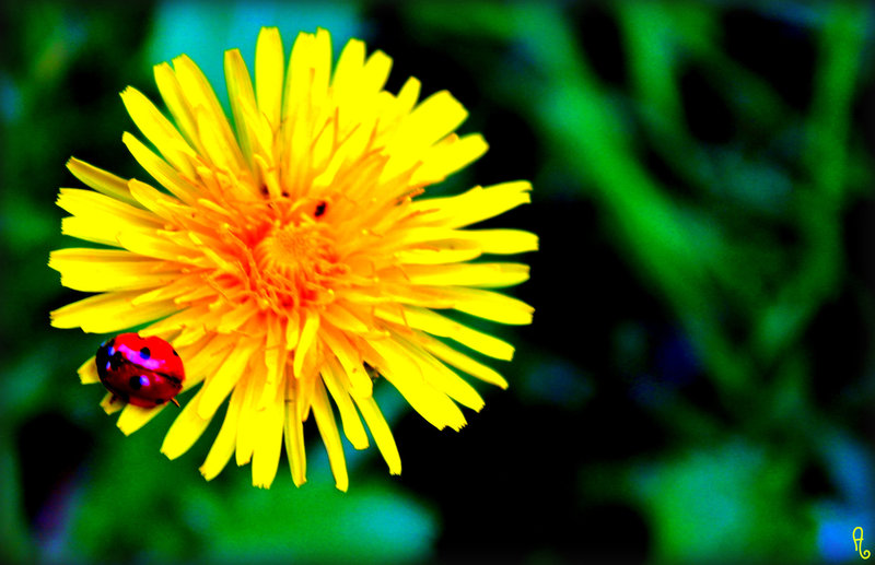 COCCINELLE / JAUNE ***