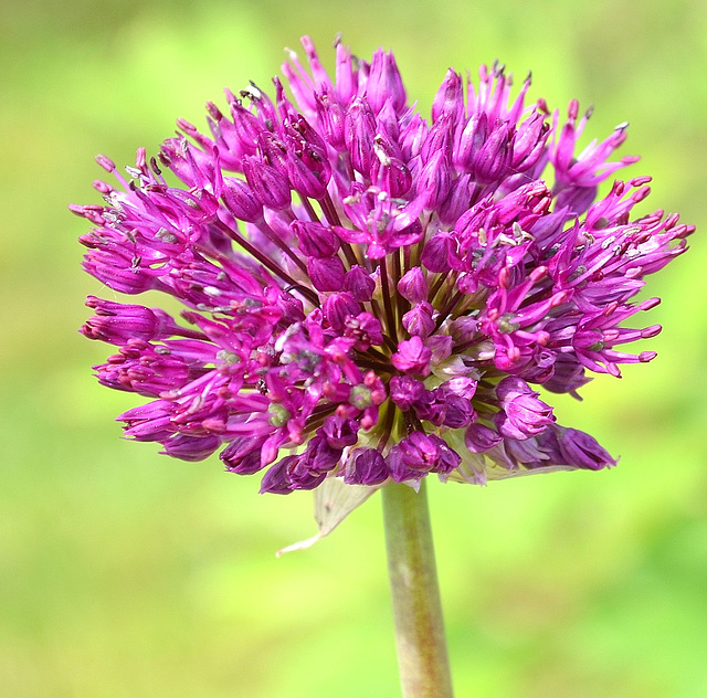 Allium DSC 0009