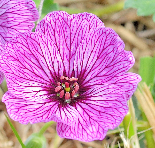 Geranium cinereum 'laurence flatman' DSC 0010