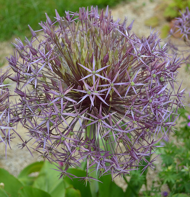 Allium DSC 0024