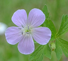 Geranium 'chatto' DSC 0019