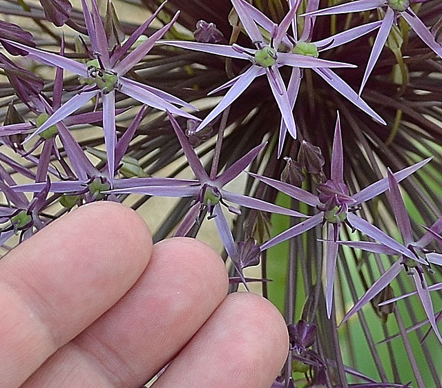 Allium DSC 0025