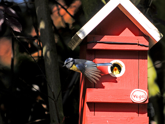 Blaumeise bei der Fütterung