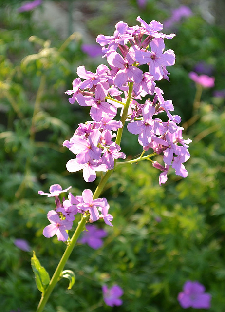 hesperis matronalis (julienne des dames) DSC 0028