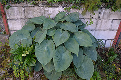 Hosta DSC 0046