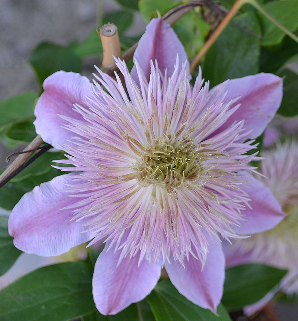 Clematite 'josephine' DSC 0055