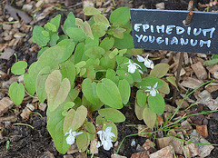 Epimedium youngianum 'Niveum' DSC 0023