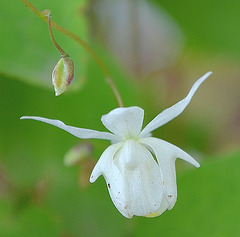 Epimedium youngianum 'Niveum' DSC 0025