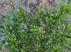 Ceanothe 'skylark' DSC 0070
