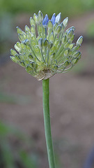 Allium caeruleum DSC 0073