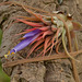 Tillandsia ionantha DSC 0104