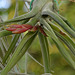 Tillandsia DSC 0106