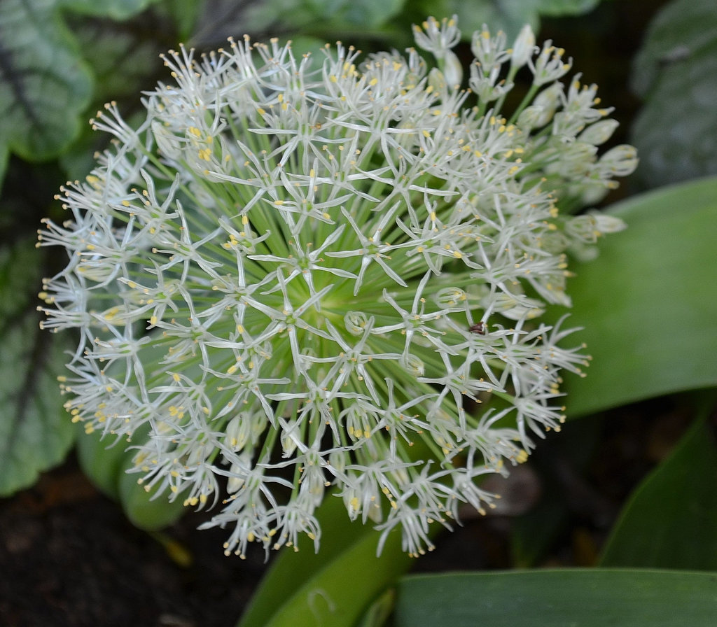 Allium 'ivory queen' DSC 0108