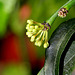 Hoya multiflora