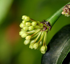 Hoya multiflora 3