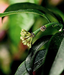 Hoya multiflora  2