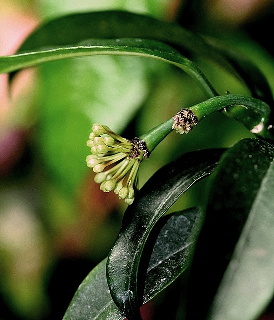 Hoya multiflora  2