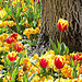 Tulip and trunk