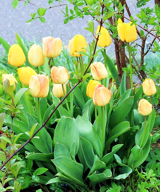 Tulpen