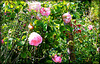 HAIE DE ROSES***