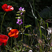 20120506 9002RAw [E] Mohn, Wilde Malve (Malva sylvestris) , Gras, Trujillo, Extremadura