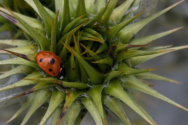 20120506 9006RAw [E] Siebenpunkt-Marienkäfer, Distel, Trujillo, Extremadura