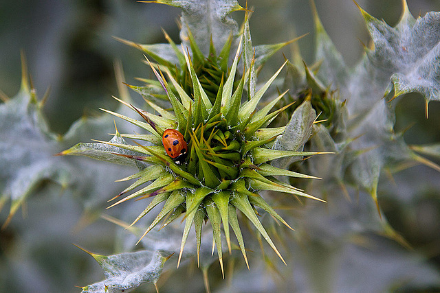 20120506 9007RAw [E] Siebenpunkt-Marienkäfer, Distel, Trujillo, Extremadura