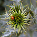 20120506 9007RAw [E] Siebenpunkt-Marienkäfer, Distel, Trujillo, Extremadura