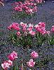 Islands of pink